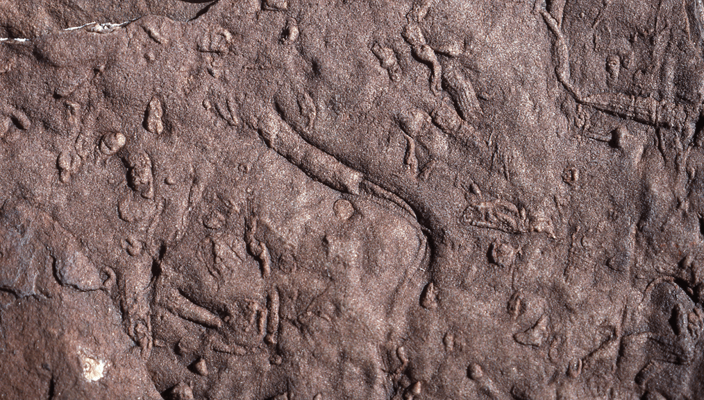 The Geological History of South Africa 10